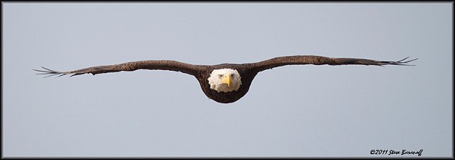 _1SB7856 american bald eagle.jpg